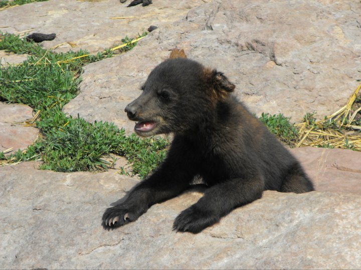 Baby Bear at Bear Country