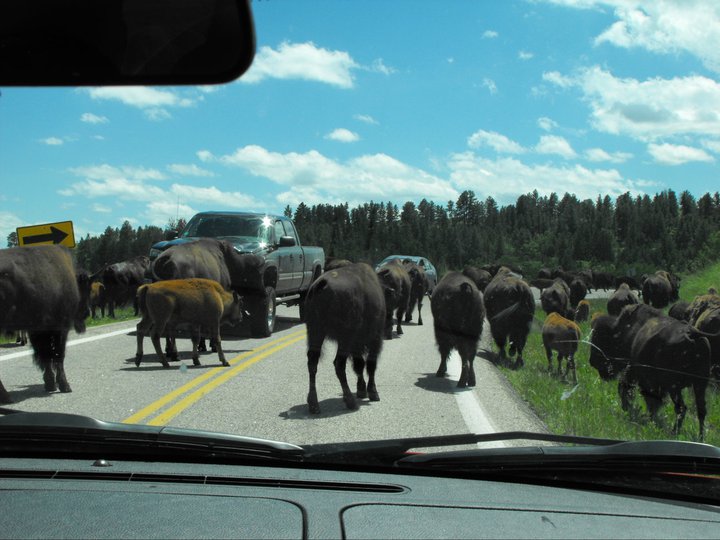 Buffalo on road at Custer State Park, SD