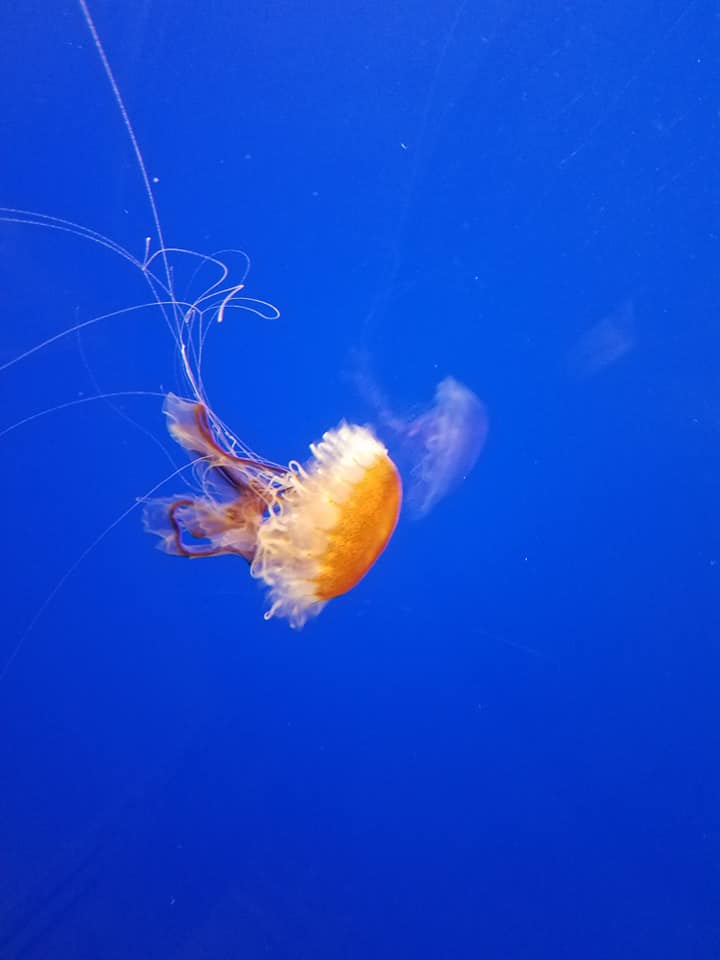 Jellyfish